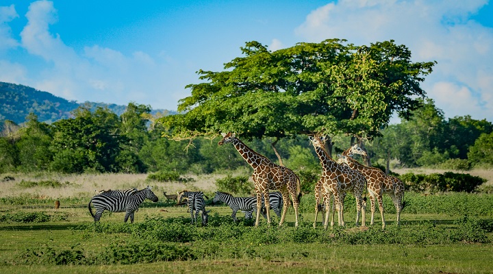 1 Calauit Island National Park