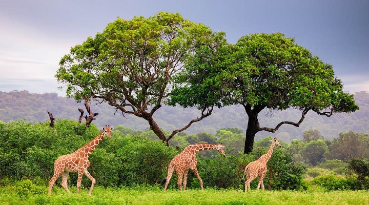 4 Calauit Island National Park