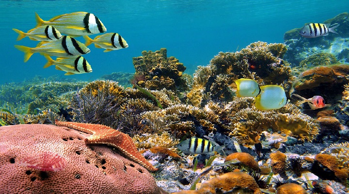 Colorful coral reef with school of tropical fish Honda Bay